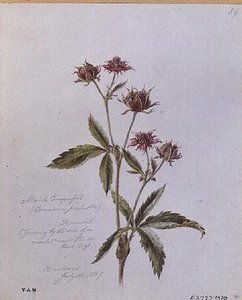 ブレントウッドで描かれたマーシュ・シンクフォイル（Marsh Cinquefoil 作： William James Linton