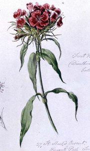 スイート・ウィリアム」1868年6月7日リージェンツ・パークにて撮影（水彩・紙
