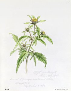 Trifid Burr-Marigold、1861年9月1日、ハムステッドで塗装 作： William James Linton