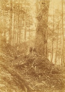 ポートフォリオ「The Forest」より、無題：アディロンダックの森