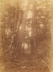 ポートフォリオ「The Forest」より、無題：アディロンダックの森