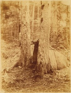 ポートフォリオ「The Forest」より、無題：アディロンダックの森 作： William James Stillman