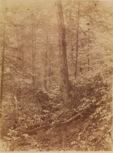 ポートフォリオ「The Forest」より、無題：アディロンダックの森 作： William James Stillman