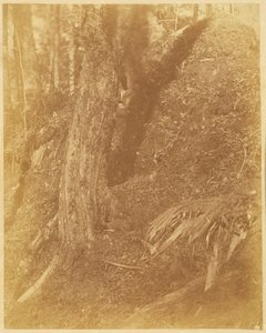 ポートフォリオ「The Forest」より、無題：アディロンダックの森