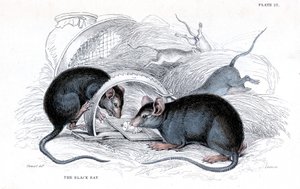 罠にかかった黒ネズミのエングレーヴィング（1838年 作： William Jardine