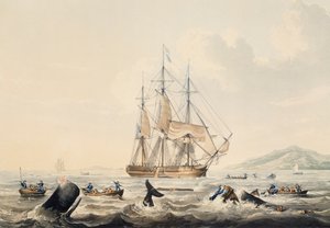 ウィリアム・ジョン・ハギンズ（1781-1845）による「南洋における捕鯨」の版画、44x57cm
