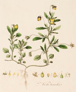 ビオラ・トリコロール、ワイルド・パンジー、c1770～1790年 作： William Kilburn