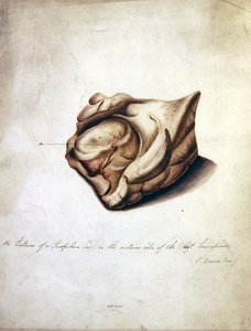 脳の研究II」1850年頃（紙に水彩画） 作： William Lover