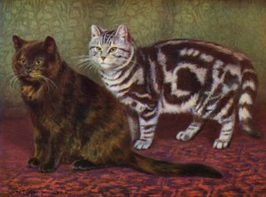 べっ甲猫とぶち猫 (カラー リソ)