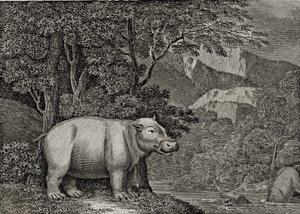 ケープオブグッドホープのカバ、「世界の概観」、1807年に公開