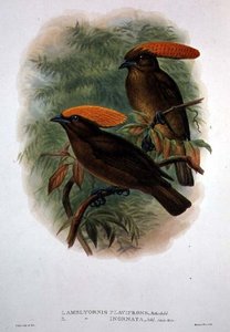 Amblyornis Flavifrons（カラーリトグラフ