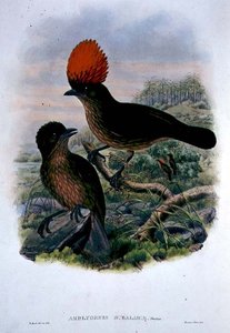 Amblyornis Subalaris（カラーリトグラフ