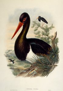 コウノトリ（Ciconia nigra）、リトグラフ、「Birds of Great Britain」より 作： William Matthew Hart