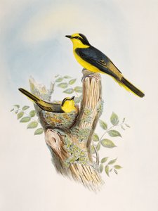 ブラウン・ランプド・ミニヴェット（Pericrocotus cantonensis）、リトグラフ、「Birds of Asia」より