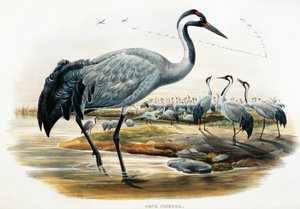 鶴（Grus cinerea）、リトグラフ、「Birds of Great Britain」より 作： William Matthew Hart