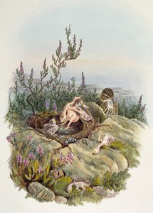 ジョン・グールド（1804-1881）作「カッコウ」、ウィリアム・マシュー・ハート（1830-1908）作リトグラフ、イギリス 作： William Matthew Hart