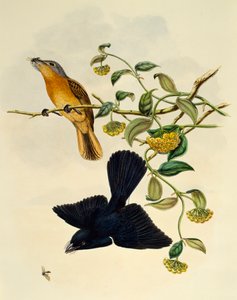 黄土色のヒタキ（Myiagra cervinicauda）、ウィリアム・マシュー・ハート（1830-1908）による彫刻、イギリス 作： William Matthew Hart