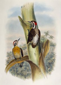 フィリピンのピグミー・ウッドペッカー（Dendrocopos maculatus）、リトグラフ、「Birds of Asia」より