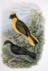 Prinodura Newtoniana, Golden Bowerbird (カラーリトグラフ) 作： William Matthew Hart