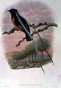ザクセン王アルベルティの極楽鳥居（カラーリトグラフ 作： William Matthew Hart