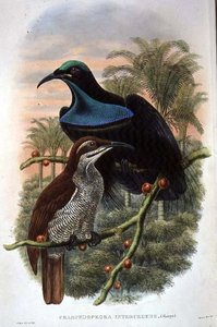 Ptiloris Magnificus, Rifle Bird of Paradise (カラーリトグラフ) 作： William Matthew Hart
