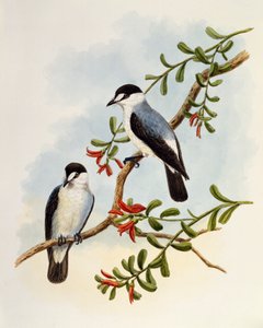 トレント・ロビン（Monachella muelleriana）、ウィリアム・マシュー・ハート（1830-1908）による彫刻、イギリス 作： William Matthew Hart