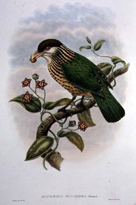 シロエリヤマネコ - Ailuroedus Buccoides（カラーリトグラフ
