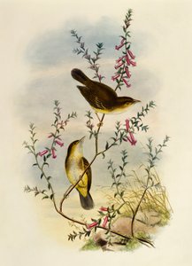 白い斑点のあるヒタキ（Pseudogerygone notata）、ウィリアム・マシュー・ハート（1830-1908）による彫刻、イギリス 作： William Matthew Hart