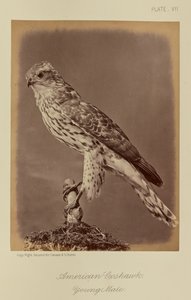 アメリカオオタカ、若いオス 作： William Notman