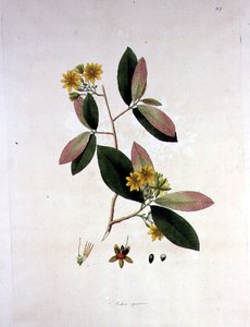 Ochna squarrosa、「The Plants of Coromandel Coast」からのイラスト