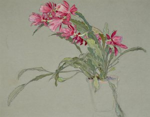クリスマス・カクタス、1920-30年頃（水彩画） 作： William Shackleton