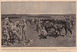 戦時中の患者犠牲者、検査中の前線から送り返された負傷した馬