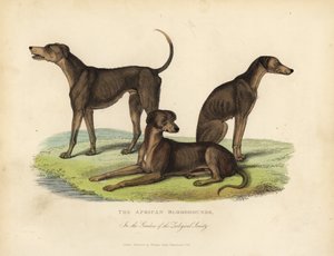 動物園協会の庭園にいるアフリカのブラッドハウンド。 作： William Smellie