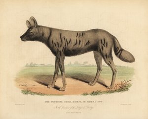 アフリカの狩猟犬Lycaon pictus。 作： William Smellie