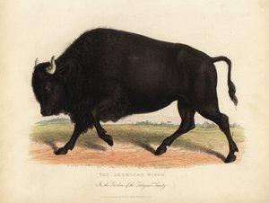 アメリカのバイソン（水牛）、Bison bison。 作： William Smellie