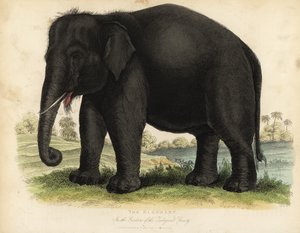 アジアゾウ（Elephas maximus）、絶滅危惧種。 作： William Smellie