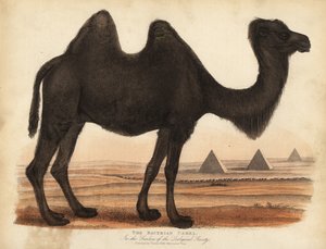 バクトリア・ラクダ（Camelus bactrianus）。 作： William Smellie