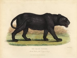 ブラックパンサー（Panthera pardusまたはPanthera onca）。 作： William Smellie