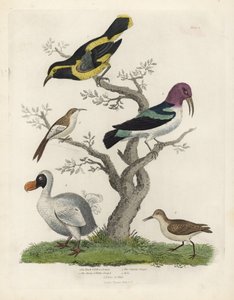 黒と黄色のキバシリ、茶色と白のキバシリ、カイエンキバシリ、Dacnis cayana、ドードー、Raphus cucullatus、パレまたはスティント、Calidris alpina。ウィリアム・スメリーの『Natural Histo』に掲載された作者不明の手彩色銅版画 作： William Smellie