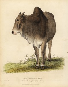 ブラフマ種のゼブ牛（Bos taurus indicus）。 作： William Smellie