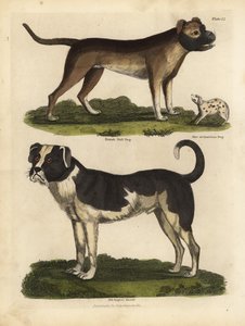犬の品種、Canis lupus familiaris。 作： William Smellie