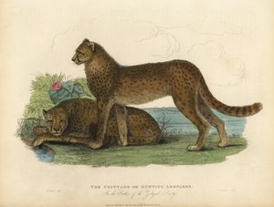 チーター（Acinonyx jubatus）。 作： William Smellie