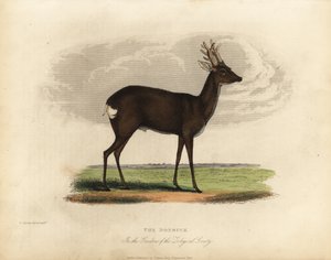 European roe deer, Capreolus capreolus.