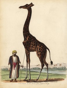キリン（Giraffa camelopardalis）。 作： William Smellie
