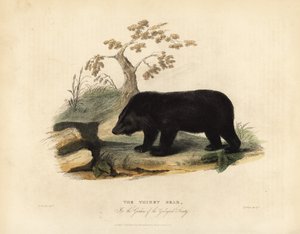 ヒマラヤのツキノワグマ（Ursus thibetanus laniger）。 作： William Smellie