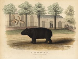 カバまたはカバポタマス、Hippopotamus amphibius。 作： William Smellie