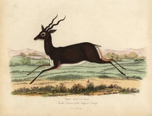 インドのアンテロープまたはブラックバック（Antilope cervicapra）。 作： William Smellie