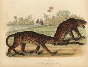 レオパード（Panthera pardus）。 作： William Smellie