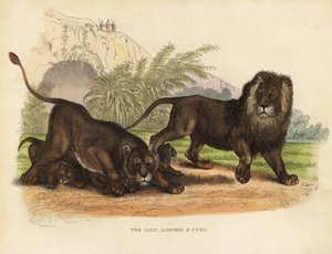ライオン、ライオネスと子ライオン、パンテラ・レオ（Panthera leo）。 作： William Smellie