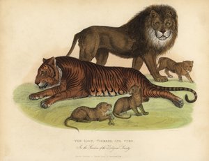 ライオン、タイグレス、そして子グマ。 作： William Smellie